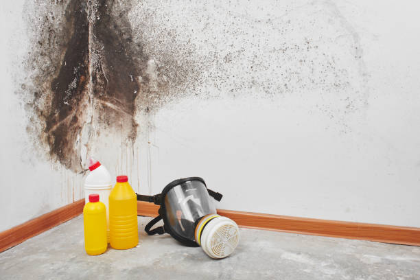 Best Professional Mold Removal  in Vernon, AL