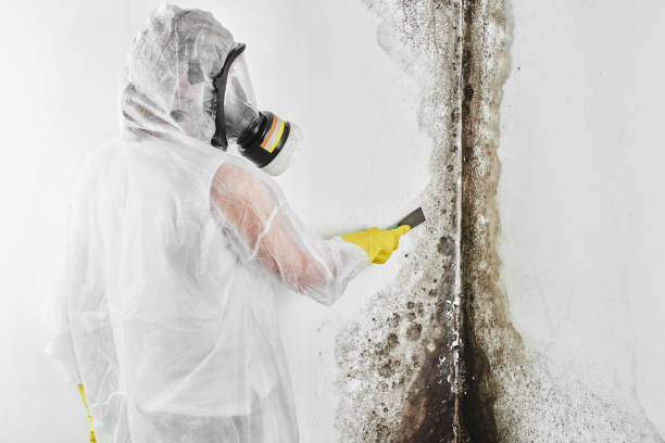Best Certified Mold Removal  in Vernon, AL