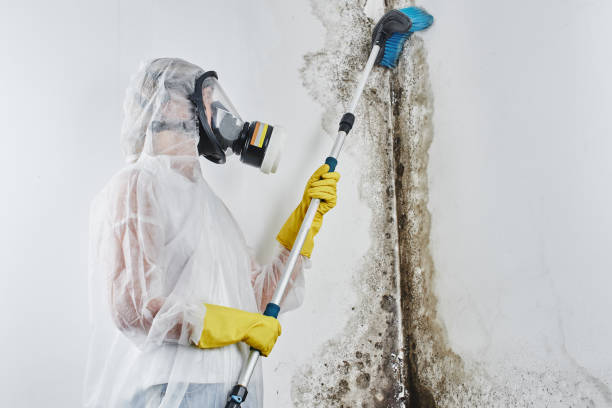 Best Attic Mold Removal  in Vernon, AL