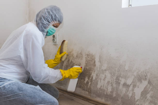 Best Best Mold Removal Companies  in Vernon, AL