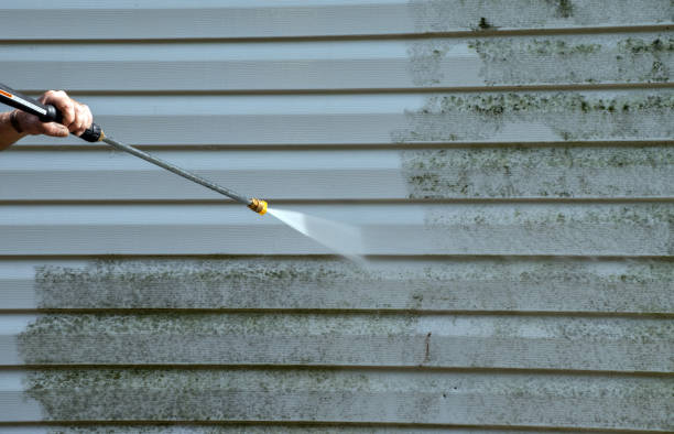 Best Black Mold Removal  in Vernon, AL