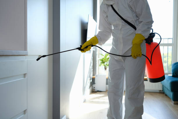 Best Affordable Mold Removal  in Vernon, AL