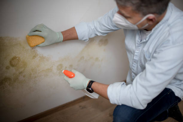 Office Mold Removal Services in Vernon, AL