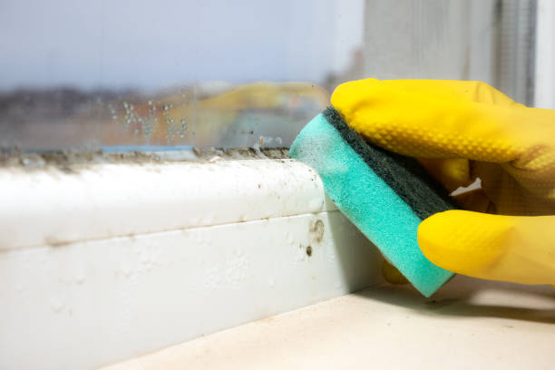 Best Local Mold Removal Service  in Vernon, AL
