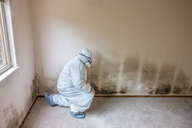 Professional Mold Removal in Vernon, AL