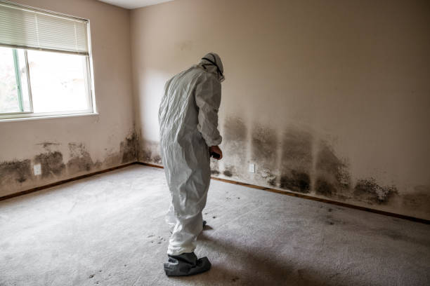 Best Office Mold Removal Services  in Vernon, AL