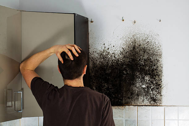 Best Mold Testing  in Vernon, AL