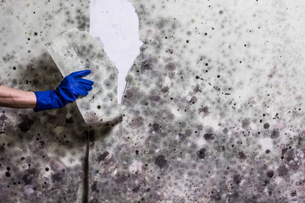 Best Commercial Mold Removal  in Vernon, AL