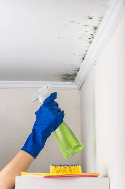 Best Mold Removal Process  in Vernon, AL