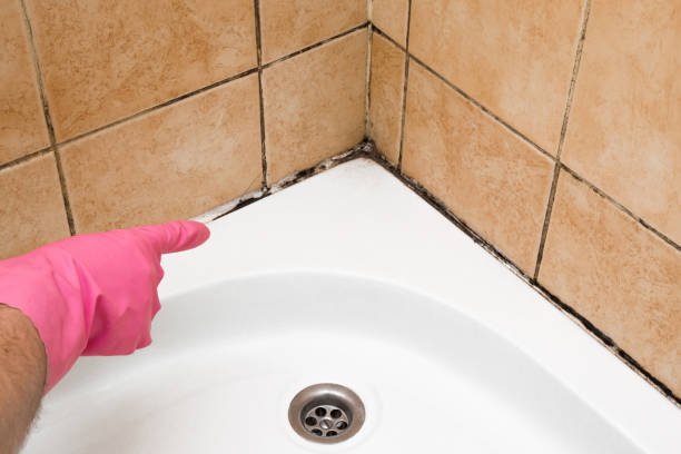 Best Crawl Space Mold Removal  in Vernon, AL